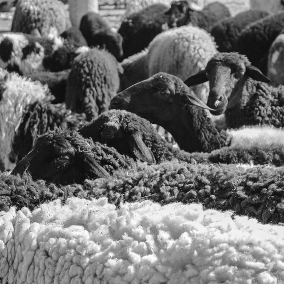 Ungeschorene Schafe Bio-Wolle