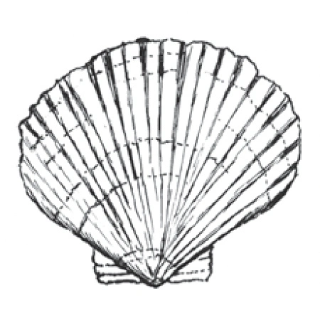 Muschel