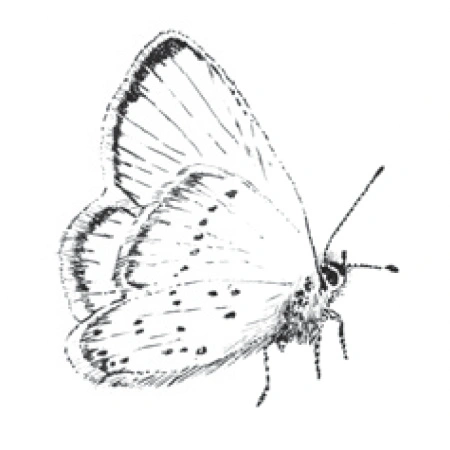 Schmetterling